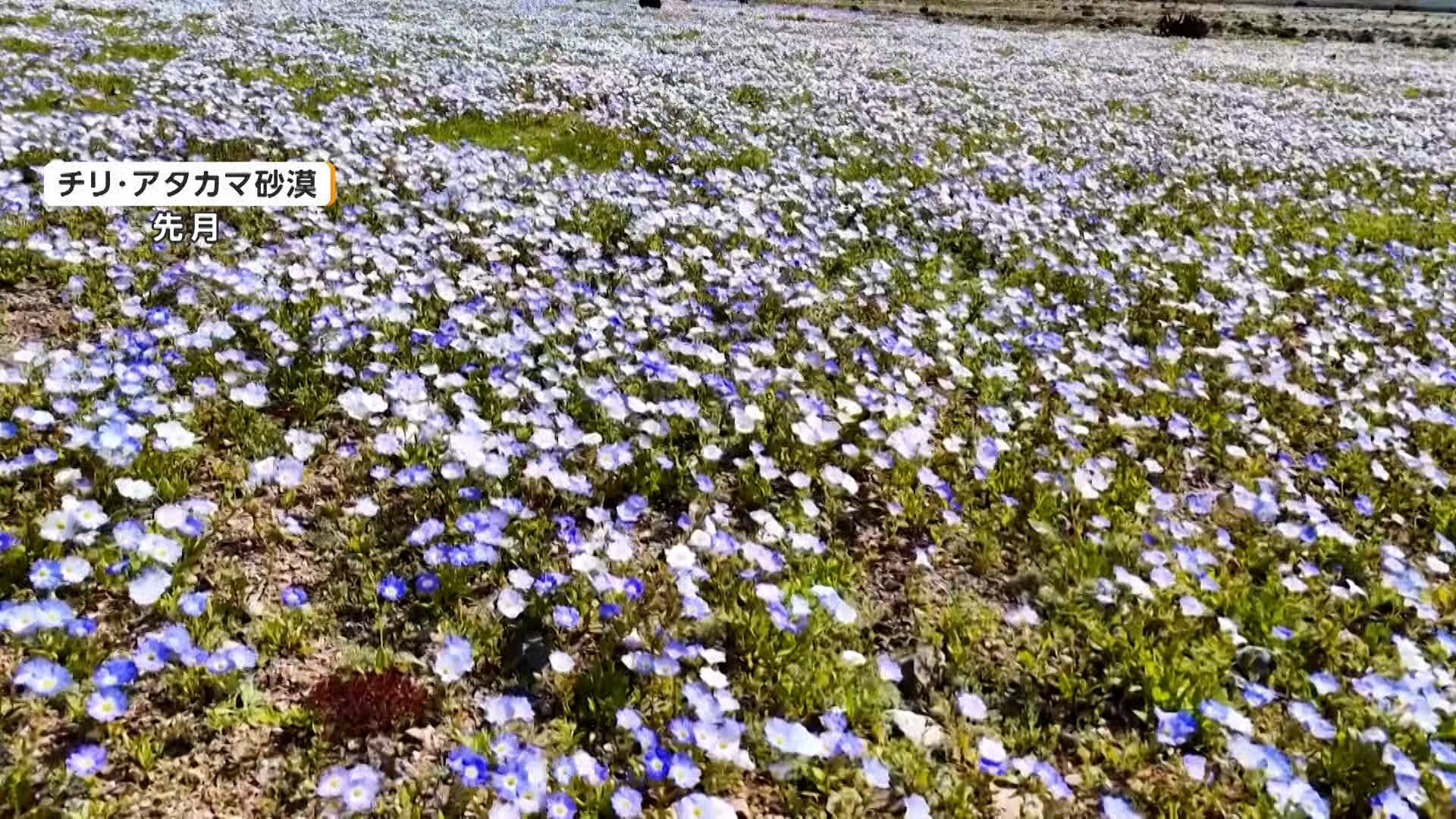 数年に一度、花が咲き誇るチリの砂漠 休眠状態の種・球根が大雨で一斉に芽吹く チェコで川が干上がり「ムール貝」数十万匹が露出