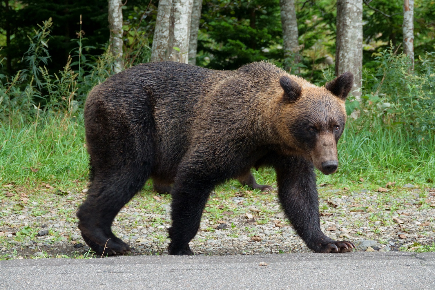 ヒグマ駆除は米軍の特殊部隊と戦うようなもの！迫り来るクマの脅威…ドングリの凶作だけが原因か？人間が心得るべきこと（Wedge（ウェッジ））