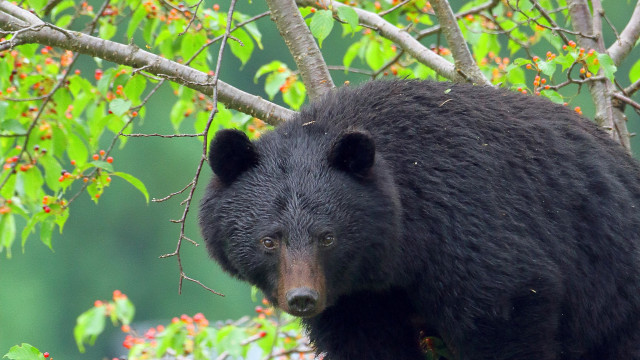 「これから５年で倍増する」の衝撃…専門家が語るクマ被害「全国で８万頭＆人間の味を学習」の悪夢（FRIDAYデジタル）｜ｄメニューニュース