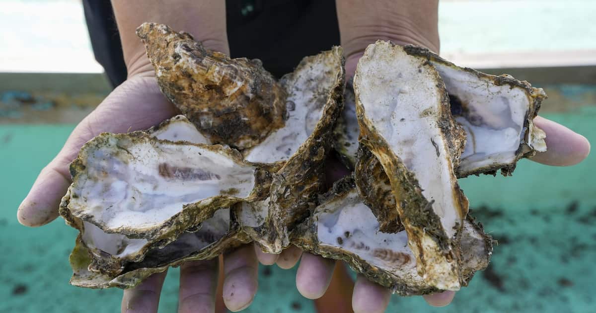 瀬戸内海での養殖カキ大量死は「自然災害」か…激甚災害指定求める声も 宮城では未確認