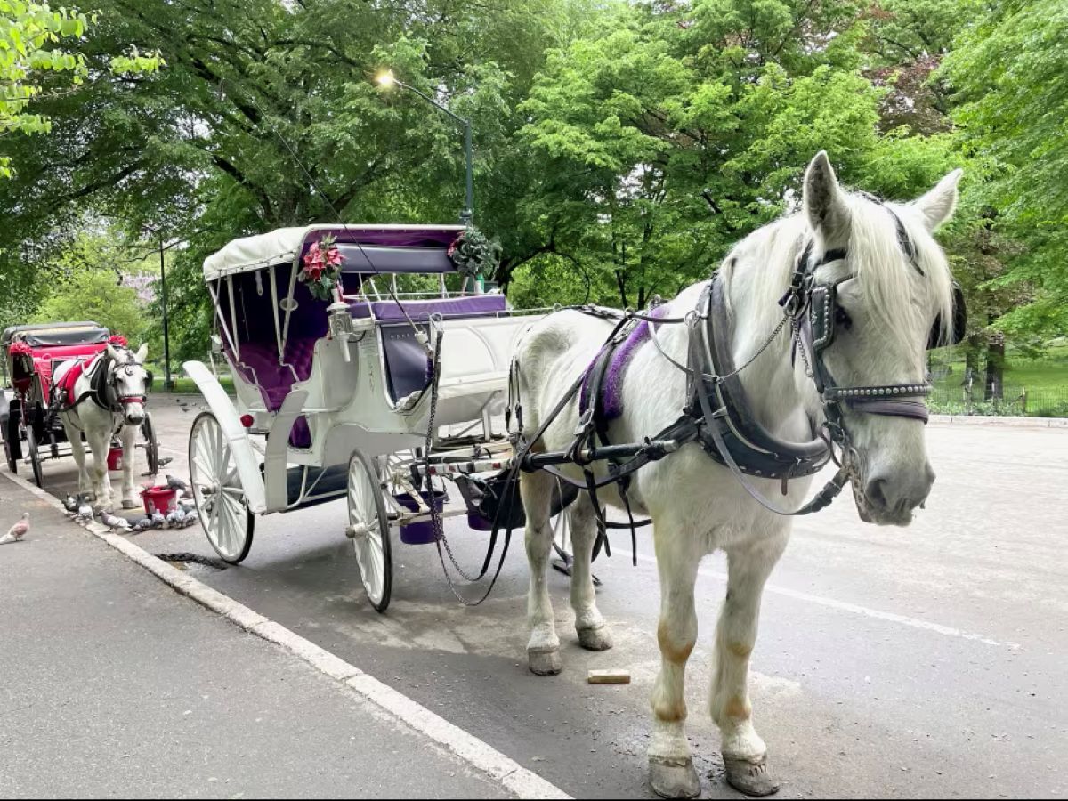 米NY市のシンボルの馬車、見納めに 市長と市議会が運行廃止の法案で合意