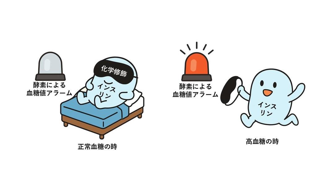 血糖値が合図！必要なときにだけ効くインスリンで低血糖を防ぐ ― 城西大学薬学部などの国際共同研究チームが開発