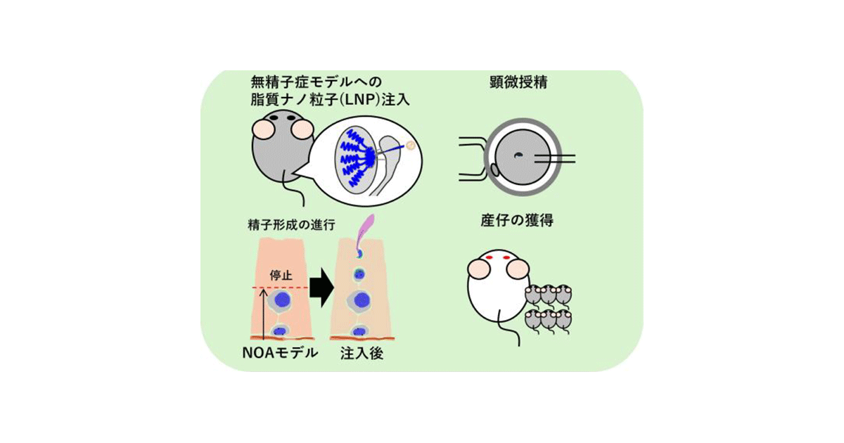 共同発表：脂質ナノ粒子を用いたmRNA補充により無精子症マウスを治療～男性不妊症の新規治療法となる可能性～