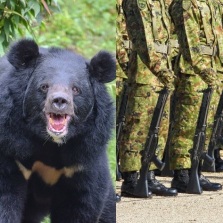 自衛隊はクマを撃てるのか？ 元自衛隊レンジャー弁護士が語る“出動の現実” 「クマは銃剣で倒せます」