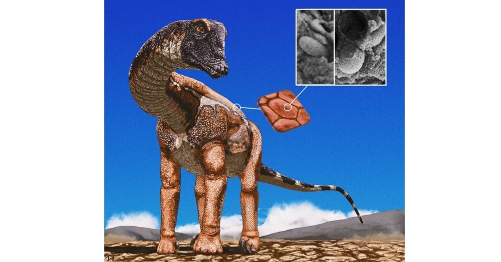 長い首の恐竜、鳥のように色鮮やかだった？ 皮膚化石から体色を調査 英国チームが発表：Innovative Tech