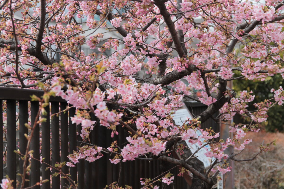 北区の河津桜、だいぶ咲きだしてます！春を感じる！