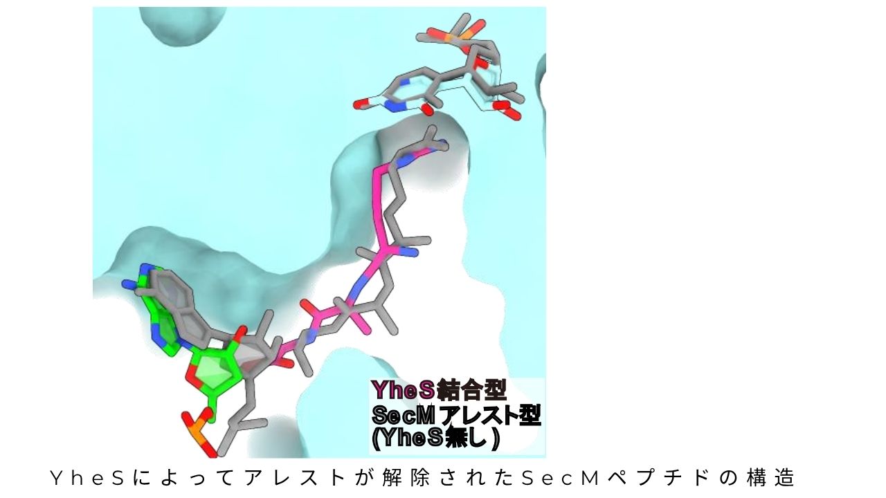 リボソームの「詰まり」を解消する分子メカニズムを解明 YheSがtRNAを引っ張り "翻訳" を再始動【東京大学・岡山大学など】