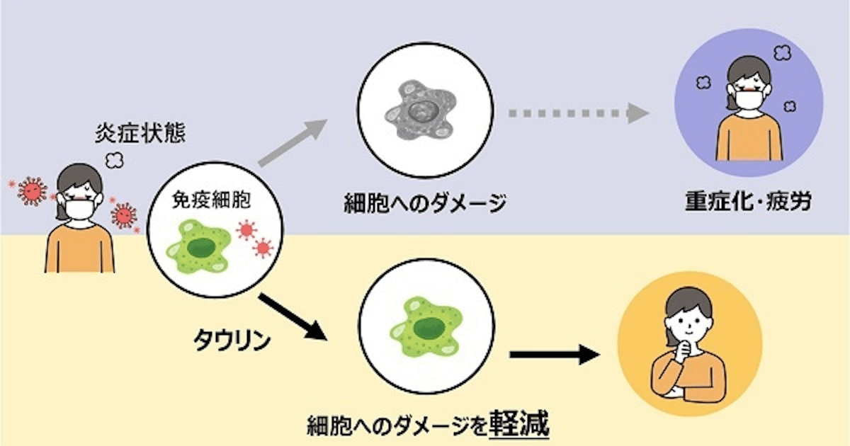 大正製薬、タウリンが炎症に伴う免疫細胞へのダメージを軽減することを解明