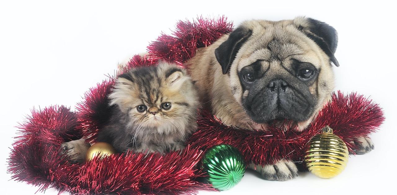 可愛らしさのために冒される｢ペットの健康リスク｣。人間の好みによって犬と猫がそっくりに？