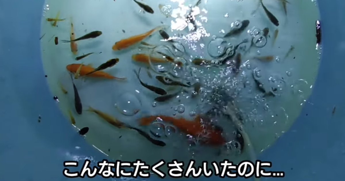 用水路から保護した大量の金魚→大切に育てたその後…… 厳しい現実に「大事なメッセージだと思います」