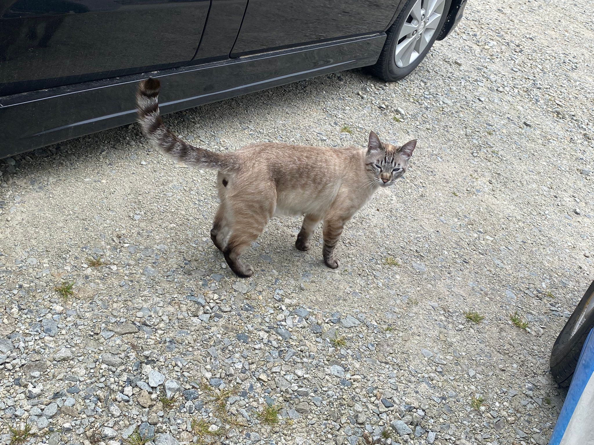 駐車場に車を停めたら→猫が車の中に入ってきた！ 堂々と車内を探検「こんなことあるんだ」