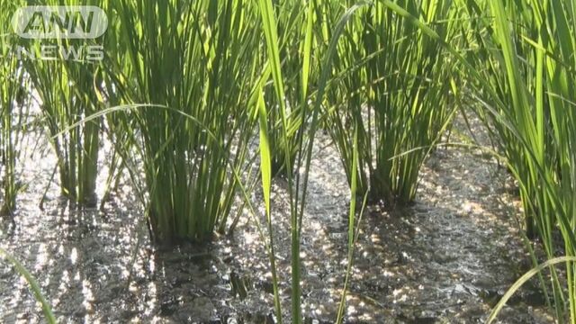 空梅雨で猛暑＆水不足の懸念 田んぼの水温36℃…農家「不作もあり得る」