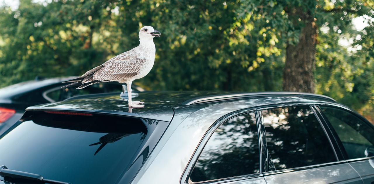 運が悪いわけじゃない。鳥のフン被害にあいやすいクルマの傾向が判明