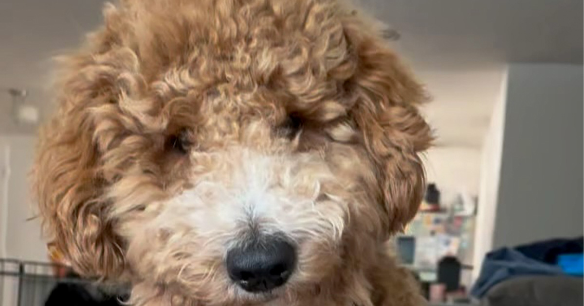 愛犬の「脚は長めにカットして」とトリマーに頼んだら……「あかーーーん！」 帰宅した姿に「なんかちがう」「爆笑してしまいました」