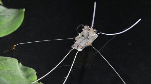 アメンボのように水面を駆ける“昆虫ロボット”の可能性