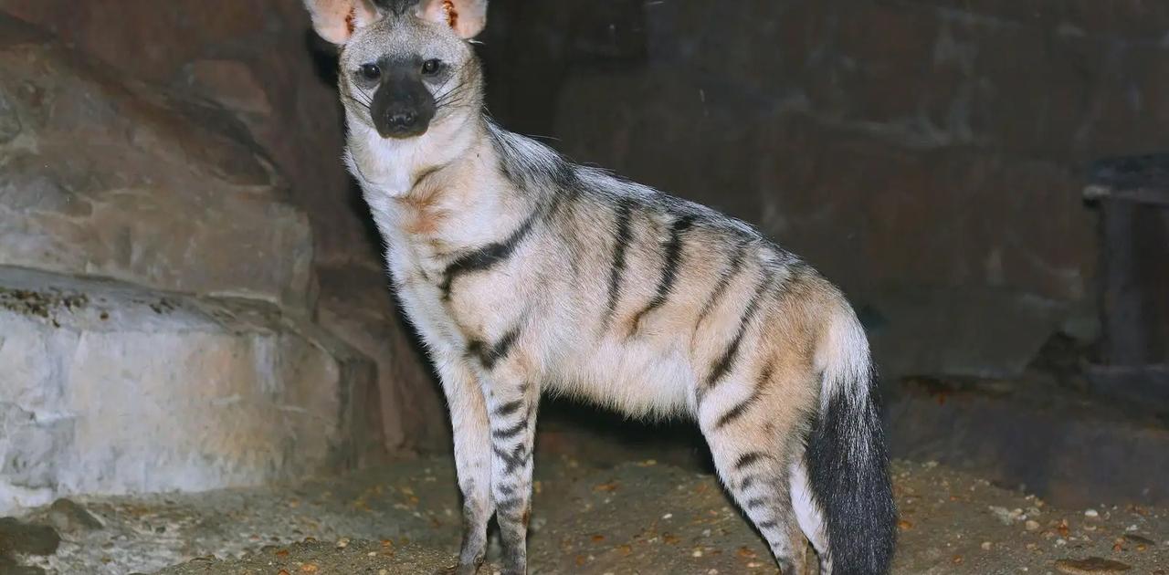 とっても奇妙だけど実在してる動物たち13選