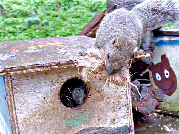巣材をくわえて帰宅したリス「知らんヤツおるんだが？？」右往左往する姿に「めっちゃ困惑してる」「かわいい」→町田リス園が生態を解説｜まいどなニュース