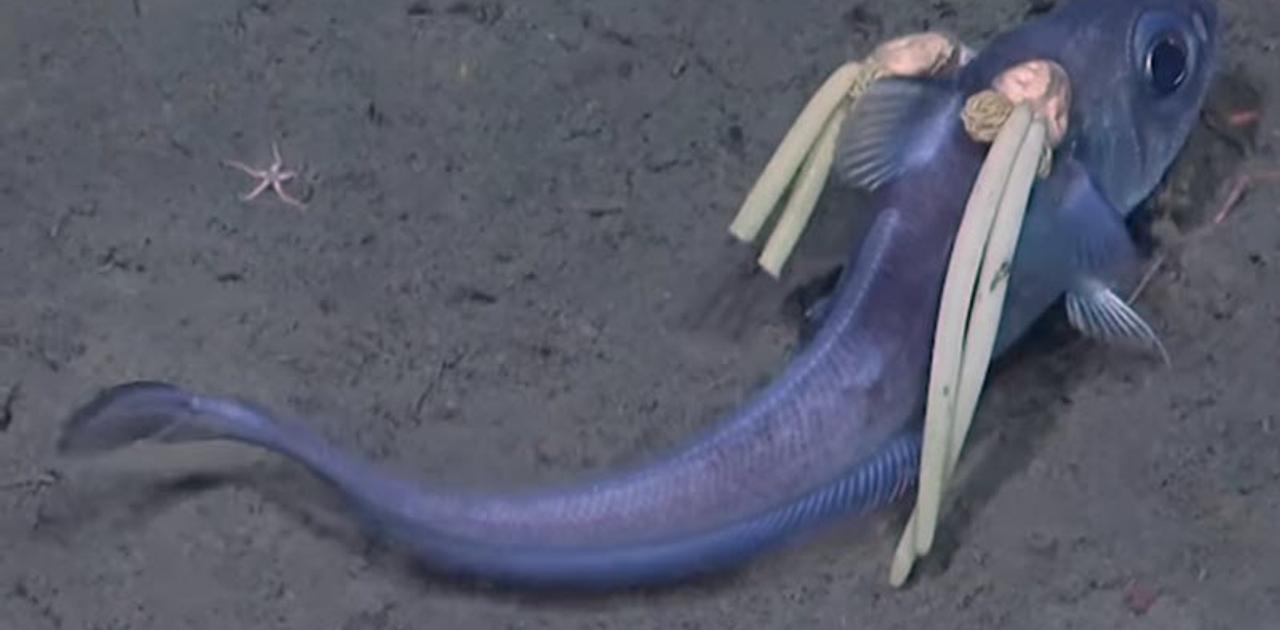 セーラームーンみたいな深海魚が発見される。ツインテールの正体に…ゾッ