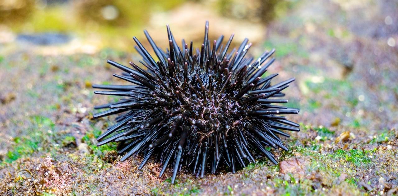 ウニはトゲトゲの脳である