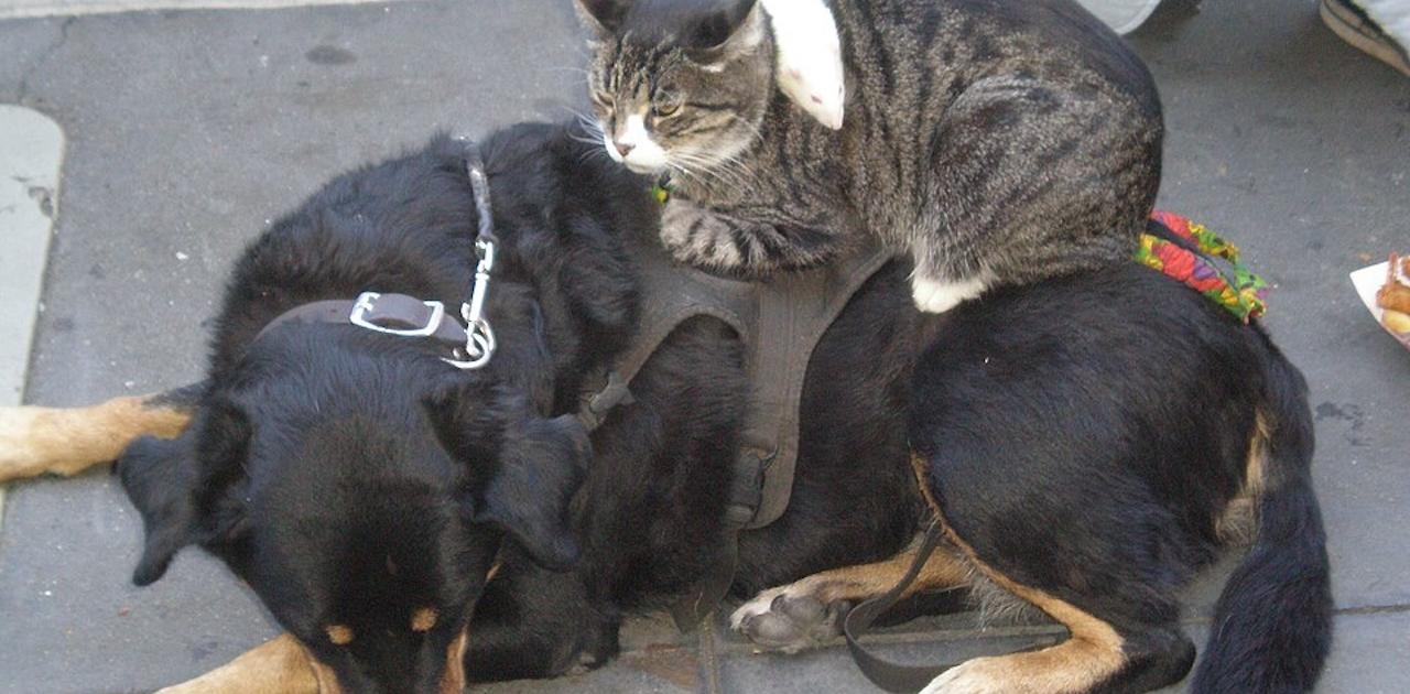 ｢ネコ派とイヌ派、どっちがペットを大切にしてるのか？｣ 答え：みんなかわいい