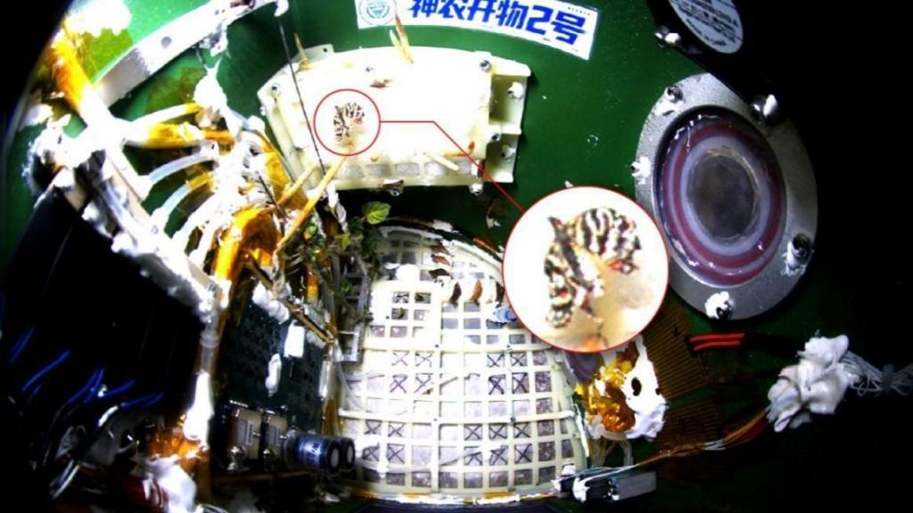 中国、宇宙空間でナミアゲハの羽化に成功 密閉カプセル内で蛹から成虫へ