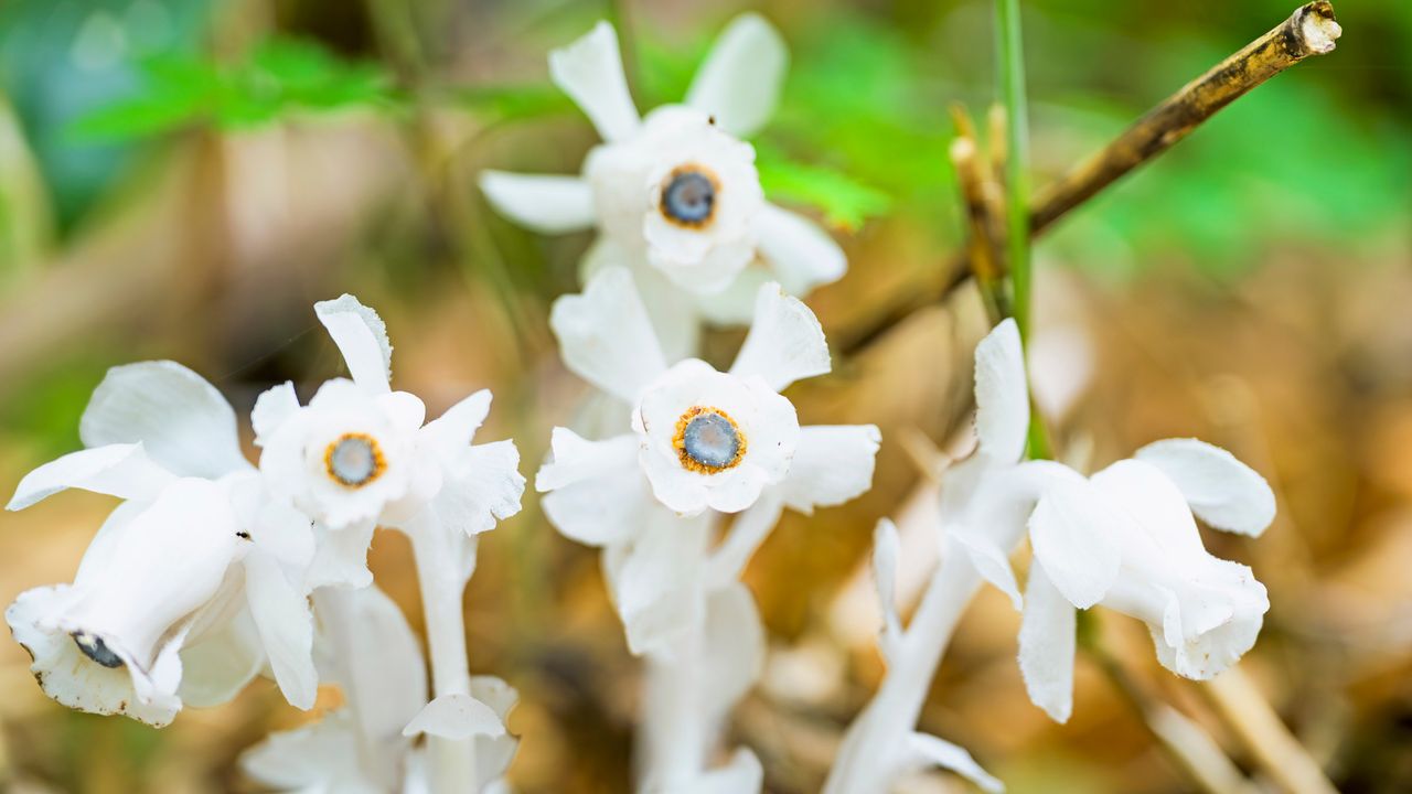 光合成をしない植物が「葉」をもつ理由が明らかに