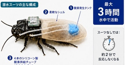 数時間潜水できる"サイボーグゴキブリ"実現 人命救助で活躍期待 早大などが専用の潜水スーツ共同開発：Innovative Tech