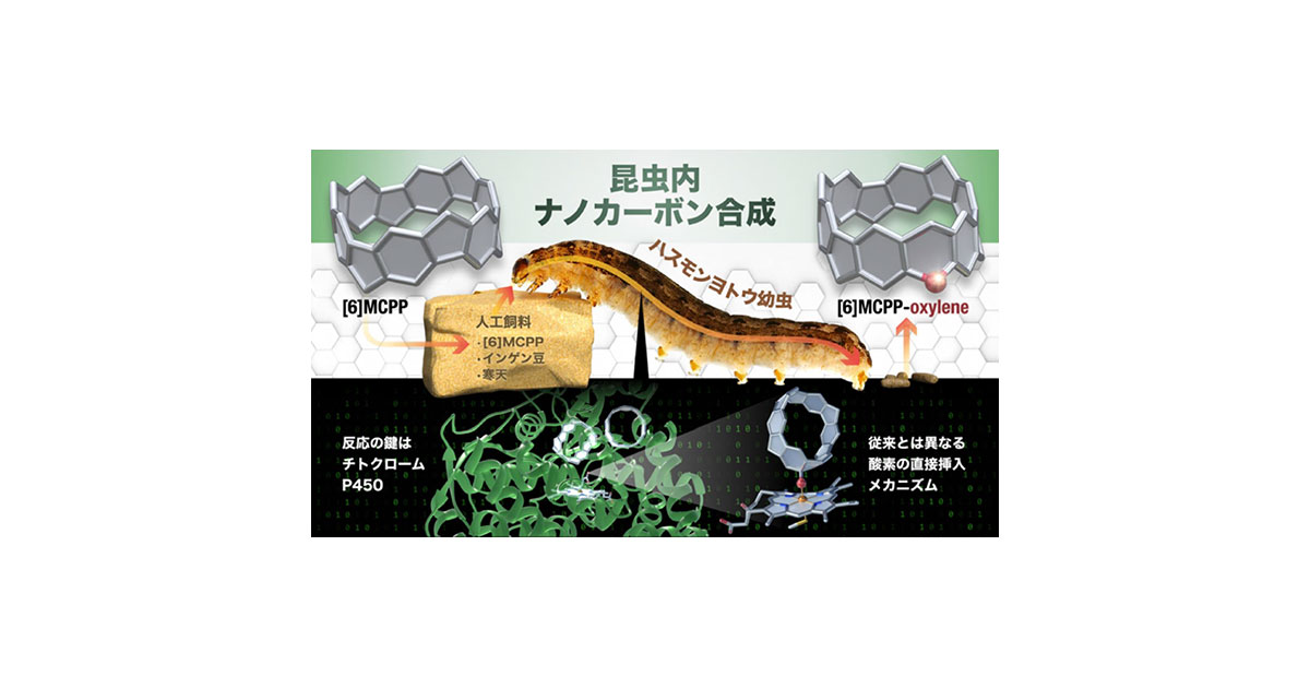 共同発表：昆虫の体内で機能性分子ナノカーボンを合成～ウンチのなかに新機能性物質～
