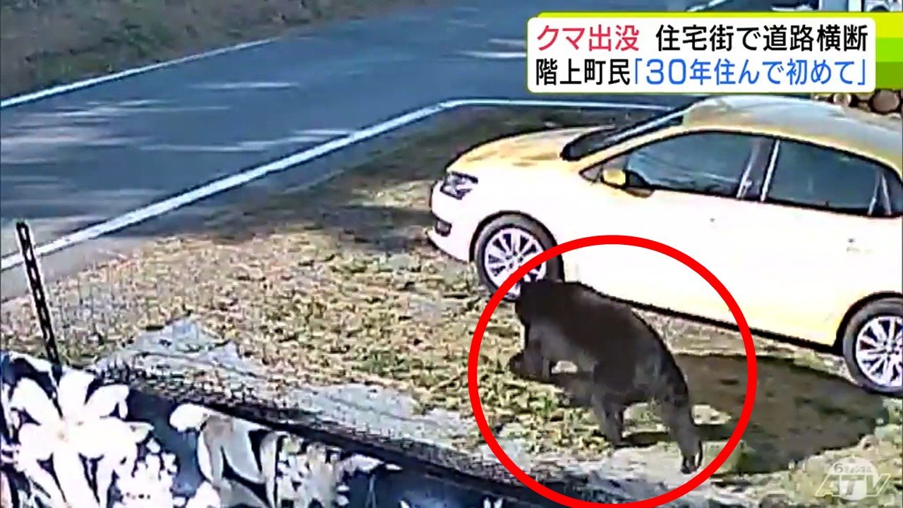 のそのそと…防犯カメラが捉えた体長約1.5mの太ったクマ 約40秒後には学生が通行… 町民「30年住んで初めて」 市街地付近で越冬の“アーバンベア”であると専門家 大型連休明けからさらに警戒必要か