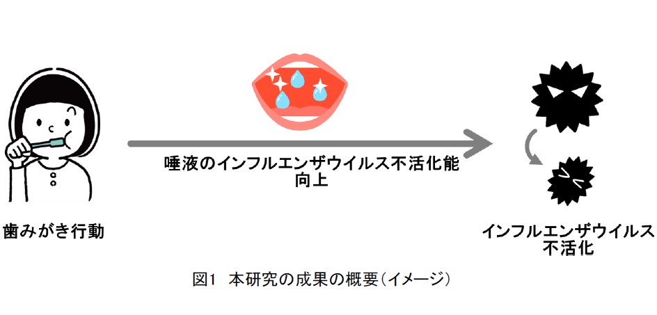 ライオン、インフルエンザ不活化のメカニズムを世界で初めて解明～オーラルケアは「全身の免疫サポート」へ