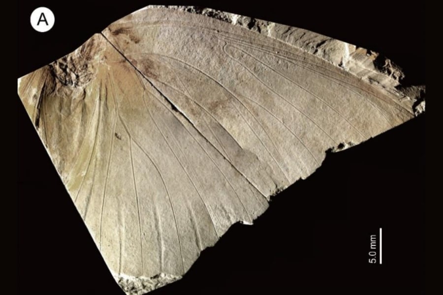 地元の博物館にある「名もない蝶の化石」―実は新種で250万年前のものだった