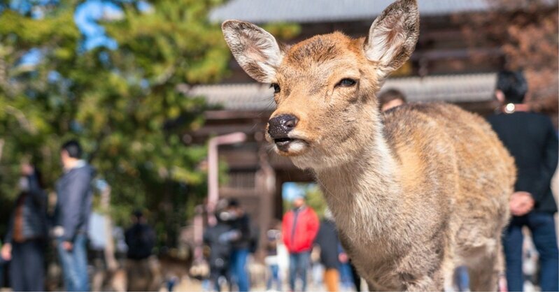 高市早苗氏「外国人が奈良公園のシカを蹴る」発言を称賛する人が知らない、キックより残忍な“日本人のシカ虐待”（ダイヤモンド・オンライン）