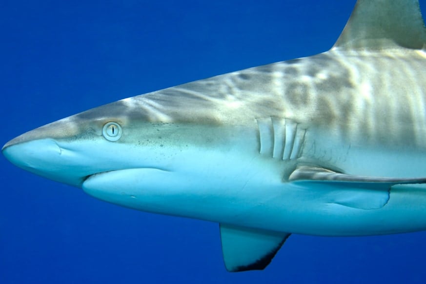 “人への攻撃性が低い”サメは、なぜ観光客を襲ったのか？科学者が説明