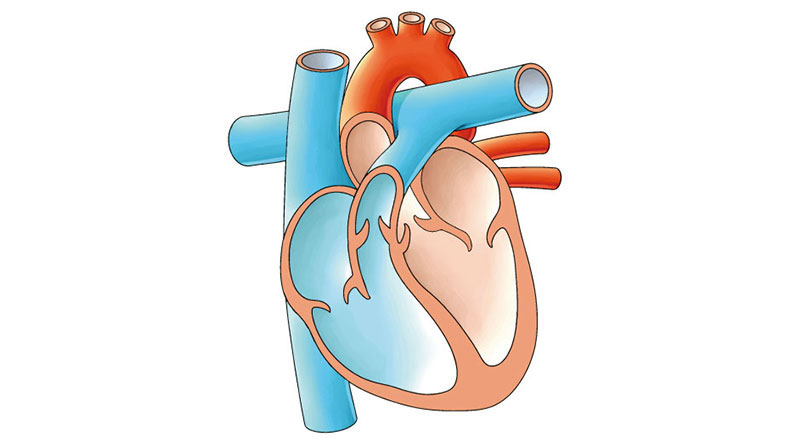 心不全のタイプごとに異なる遺伝的仕組みを解明