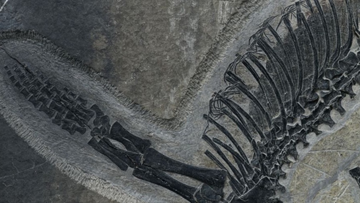 2億4500万年前の「胃袋」まで残った化石が見つかる―― 中国で発見された海洋爬虫類、肝臓や腸まで、ほぼ完全な保存状態。最後の食事を物語る痕跡も【海外】
