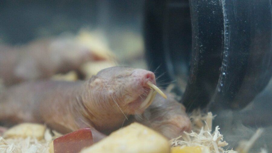 “検索してはいけない生き物”の刺激的なビジュにネット騒然 研究者が紹介する“グロい”けど役立つ虫の世界