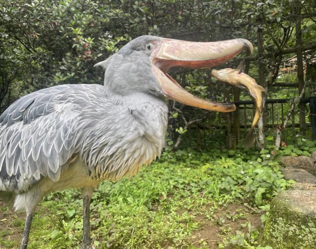 ハシビロコウの決定的瞬間！ コイをパクッと丸呑みする写真が話題に 「実はカメラ目線じゃありません」
