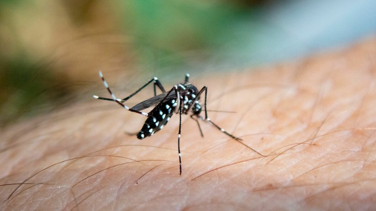 都市部で｢人￫蚊￫人￫蚊￫人￫蚊￫人￫蚊｣恐怖の感染サイクル成立…日本でデング熱アウトブレイクの現実味 11年前には東京･代々木公園で約160人が集団感染
