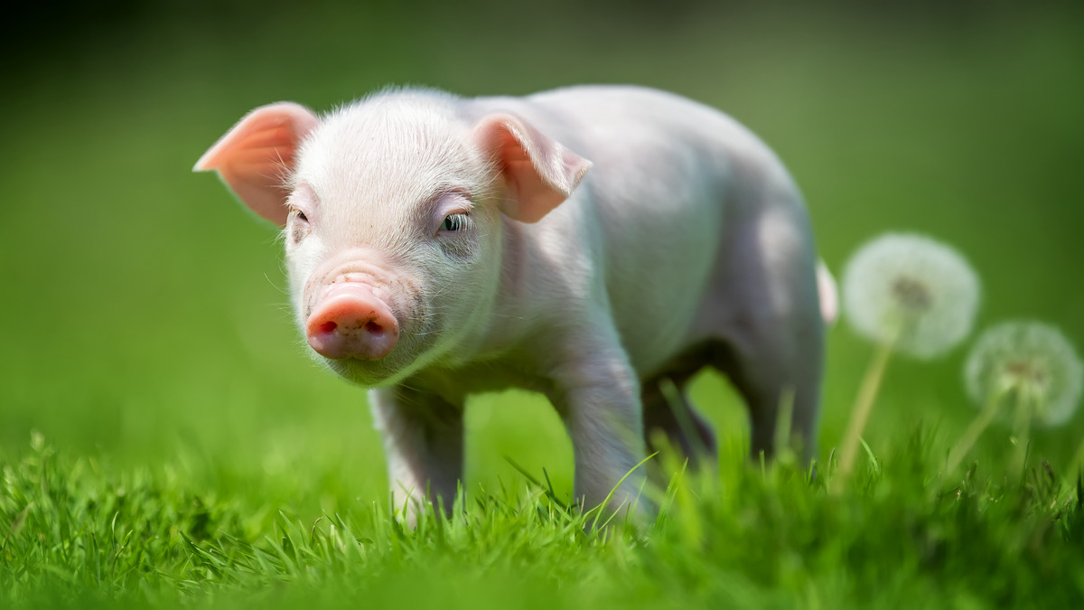 豚から腎臓を移植され9カ月生存した事例が登場