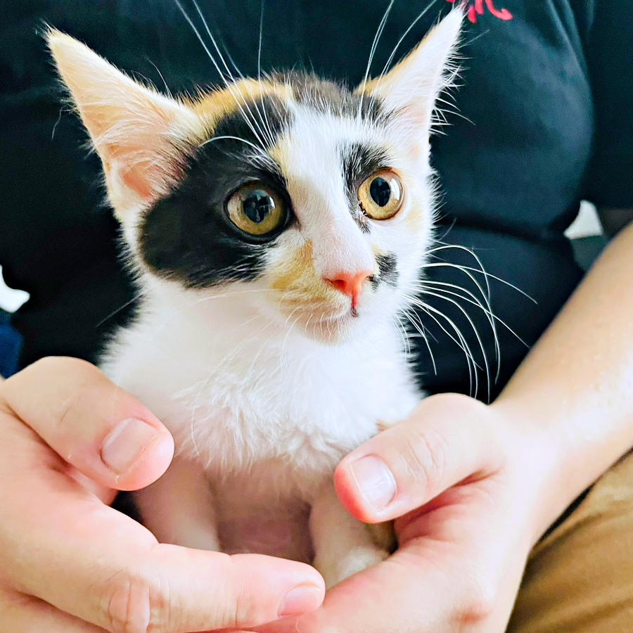 お迎え初日からパワフルな三毛の子猫…少しずつ距離を縮めて先住猫と“仲良し3きょうだい”に！ あざとかわいさで家族もメロメロ