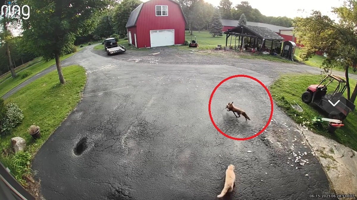 「なんて頼もしい」「本当に勇敢」 キツネが家畜のニワトリを襲撃！→救いに現れた“まさか”の存在が720万回再生【海外】