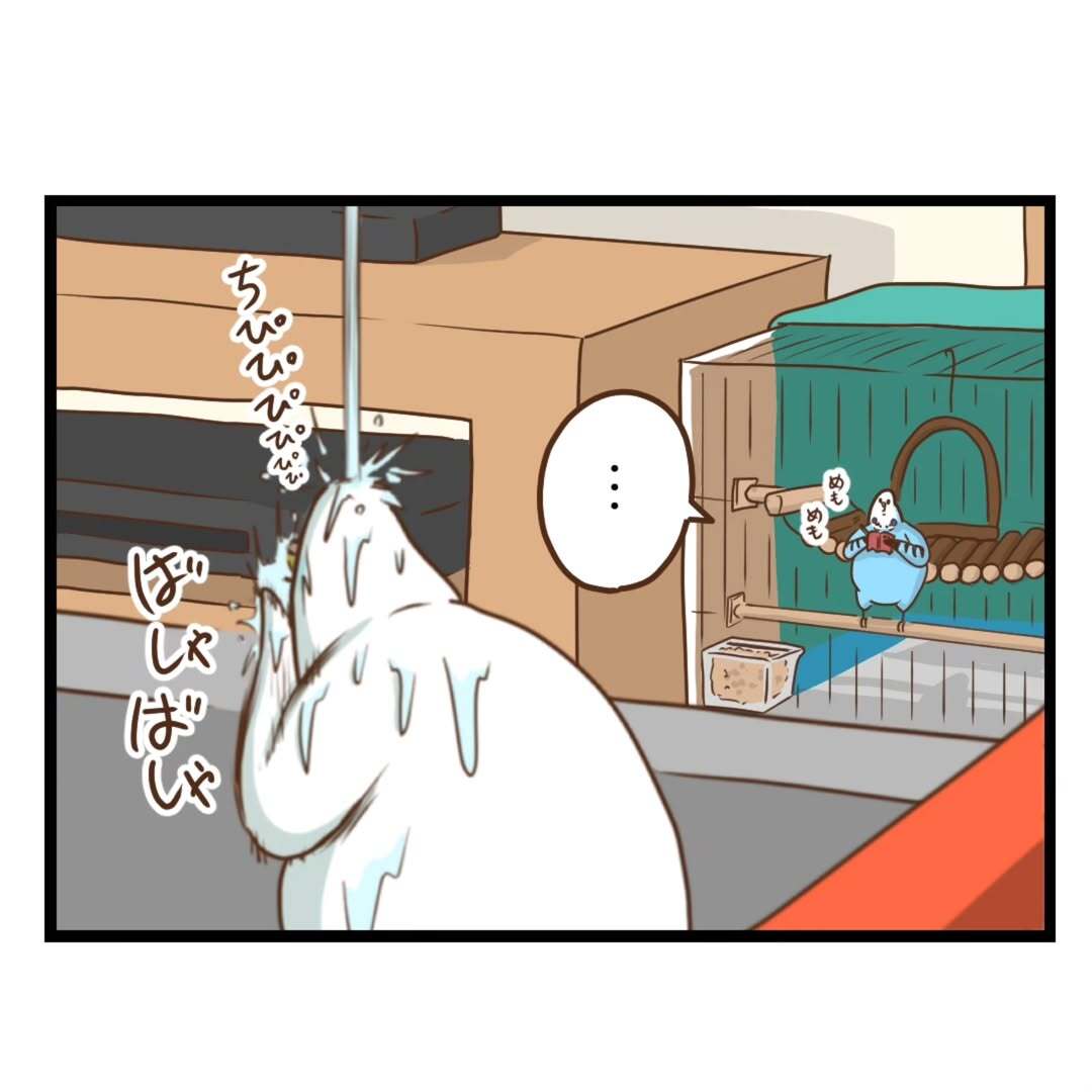 【漫画】インコ界にも“上下関係”？ 威厳を保とうとする師匠インコの“水浴び姿”に「もはや滝行（笑）」