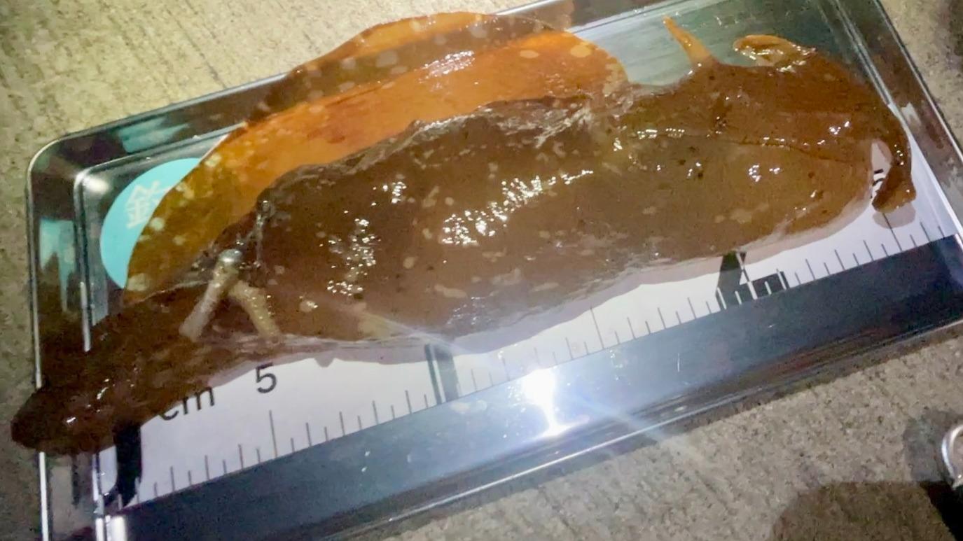 “え、これ何の魚？”が、世界を動かす一歩かもしれない。（リコ）