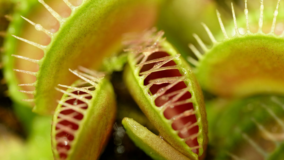 なぜ食虫植物は人間を食べられるほど巨大化しなかったのか？