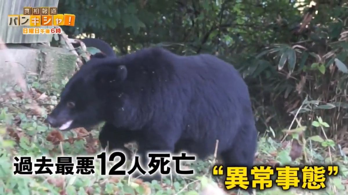 急増クマ被害“異常事態” 市民のため…過酷“クマハンター”知られざる活動に密着【バンキシャ！】