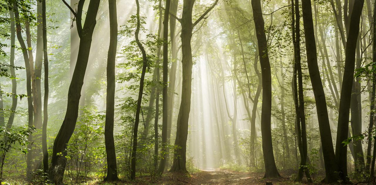 樹木にはCO2吸収以外にも気温を下げる効果が。目指せ植林1兆本
