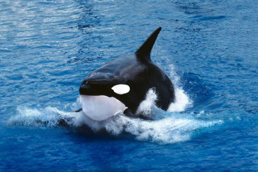 史上初「野生のシャチ出産」の撮影に成功、ノルウェー｜ニフティニュース