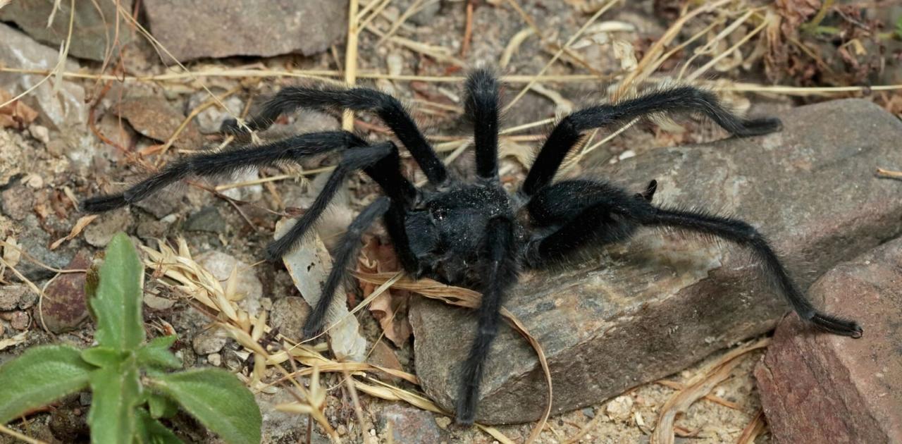 新種のタランチュラ発見。新種認定の理由は…性器がでかすぎるから！