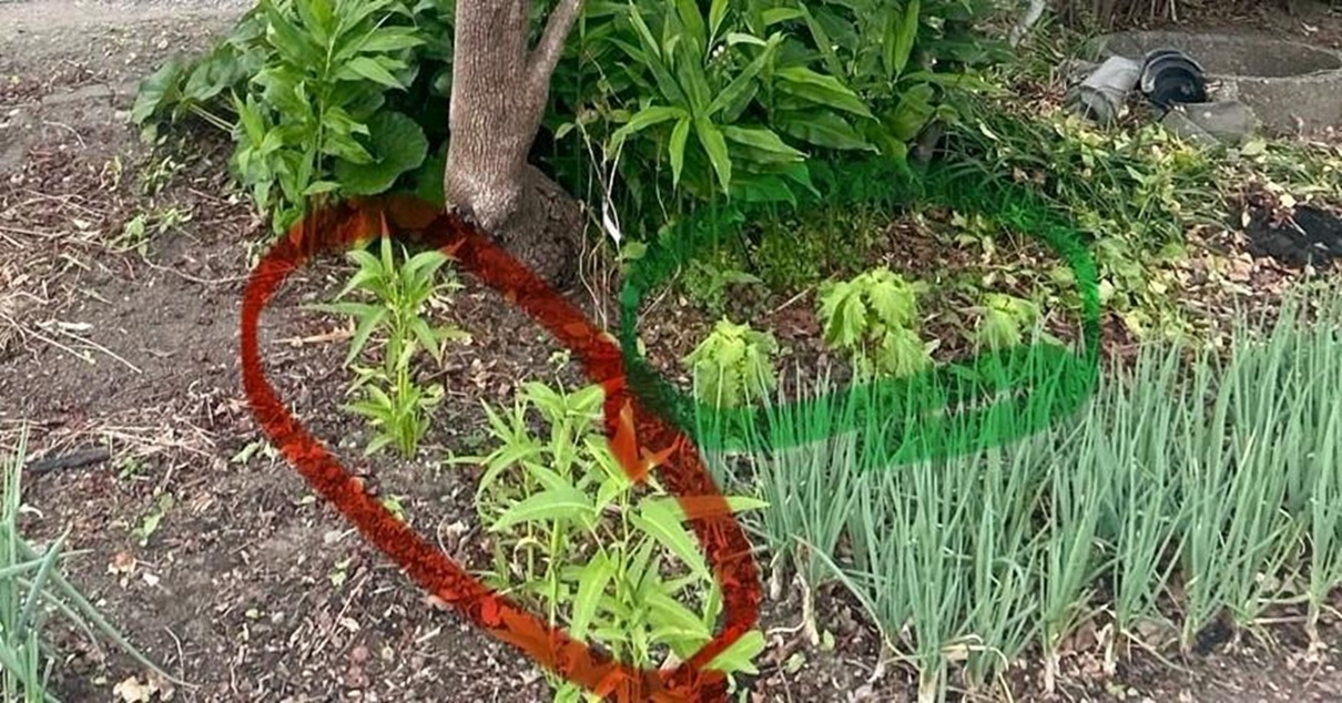 空芯菜と大葉を3株ずつ植えた家庭菜園が“ジャングル状態”に 想像以上の成長ぶりに「恐怖！」