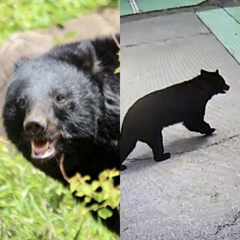 《クマ捕獲でまた…》「殺さないでくれ」「山に逃がせ」役所に電話殺到で担当者は疲弊、“処分して”の声も…いっぽう目撃情報は「昼の時間帯にピタッと止まる状態でした」（集英社オンライン）